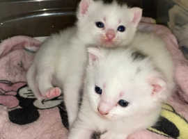 Gorgeous white kittens for sale