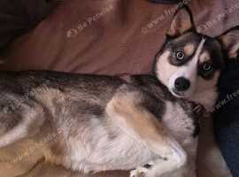 Pomsky Puppies