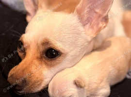 Female Chihuahua pup