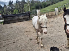 Cremello part bred