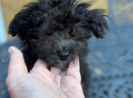 Maltipoo toy maltese small poodle toy boy puppy silver black ready now