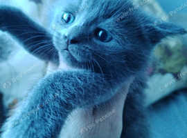 Lovely Beatiful half British shorthair kitty girl