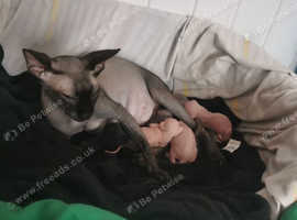 Peter Bakd/ Bambino kittens sphynx