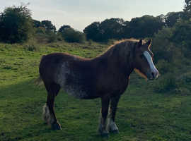 Part bred welsh mare