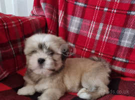 Lhasa apso puppies for store sale in south yorkshire