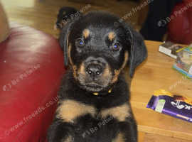 Rottweiler puppies Huntly ready now only 1 female left