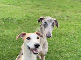 Smithfield lurcher best sale