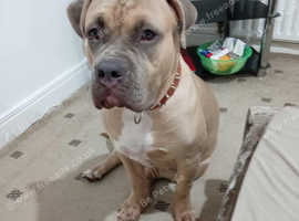 Dog for sale bradford