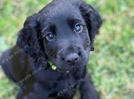 Sprocker Pups in Bridgnorth WV16 on Freeads Classifieds - Sprockers ...