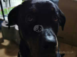 Bouncy, confident Rottweiler Pups