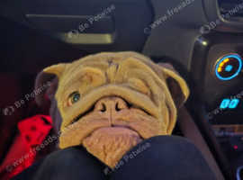 Female English bulldog