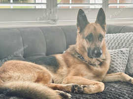Rehome GSD 3 years old