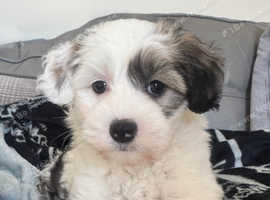 Chinese crested powderpuff boy 7 weeks old