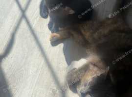 Two beautiful black kittens for sale