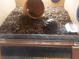 Red foot tortoise and set up