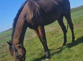 Smart TB Project filly