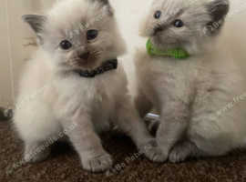 2 beautiful ragdoll