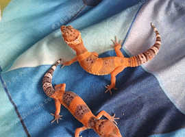 Leopard geckos for sale