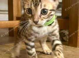 3 gorgeous pedigree Bengal kittens left ready to leave now