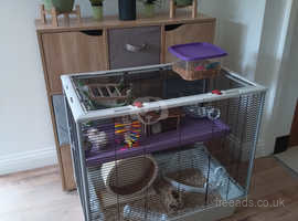 Syrian hamster with x-large cage