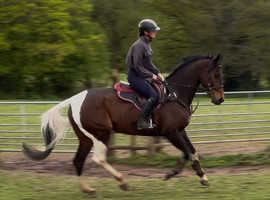 Stunning Coloured Gelding - loves to please!