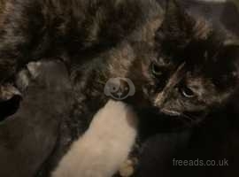 Pure black best sale kittens for sale