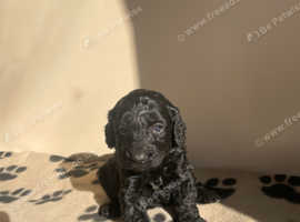 Miniature F1 cockapoo puppies READY NOW!