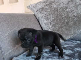 Pug x shar pei pups