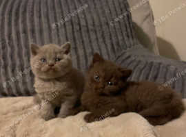 Stunning British Shorthair Kittens