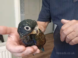 One only gorgeous baby bronzewing hen.