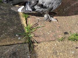 Fantail