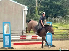 16.1 Irish cob mare hunter/ alrounder