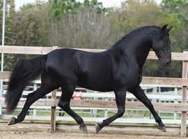 Horses for sale