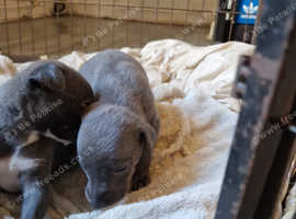 Stunning whippet puppies