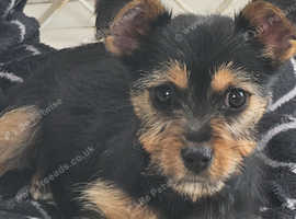 Wheaten terrier pup last one available