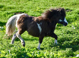 Standard Yearling Shetland Gelding
