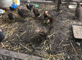 Other Chicken Breeds For Sale Rehome In Rotherham Find Chickens