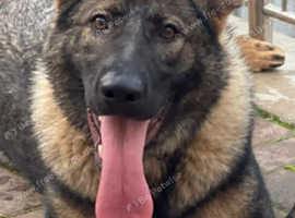 KC REG Female Czeck german shepherd