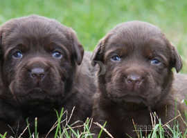 Gorgeous & Chunky Labrador Pups - KC Reg