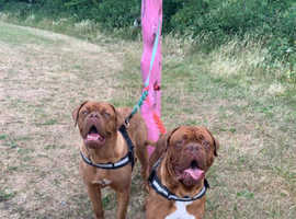 Female and male dogue de boardeaux