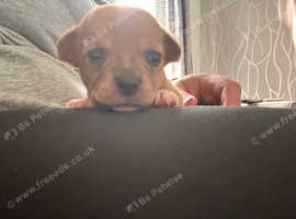 2 male pups left