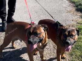 Belgian Malinois cross with English bulldog
