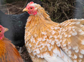 Hatching eggs, bantams and large fowl for sale in Colchester