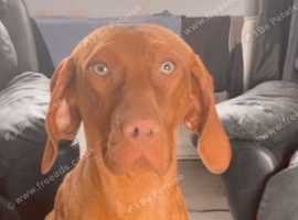 Hungarian vizsla x german pointer pups