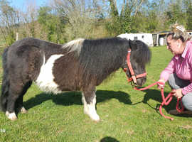 Stunning shetland gelding looking for new home