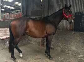 8yo bay TB gelding
