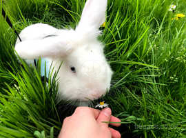 CAGE FREE BLUE EYED BUNNY BOY LOOKING FOR LOVING HOME