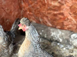 Beautiful Crested Cream Legbars for Sale