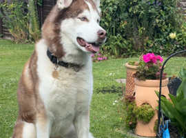 Siberian husky stud available