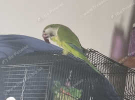 Quaker parrot